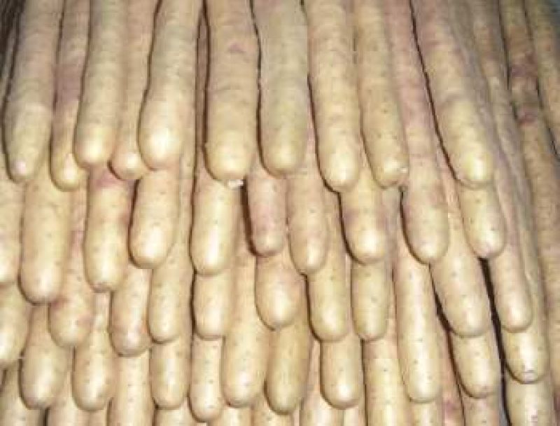 河北邢台柏乡县小白嘴白山药2~3厘米一级口感甜好吃