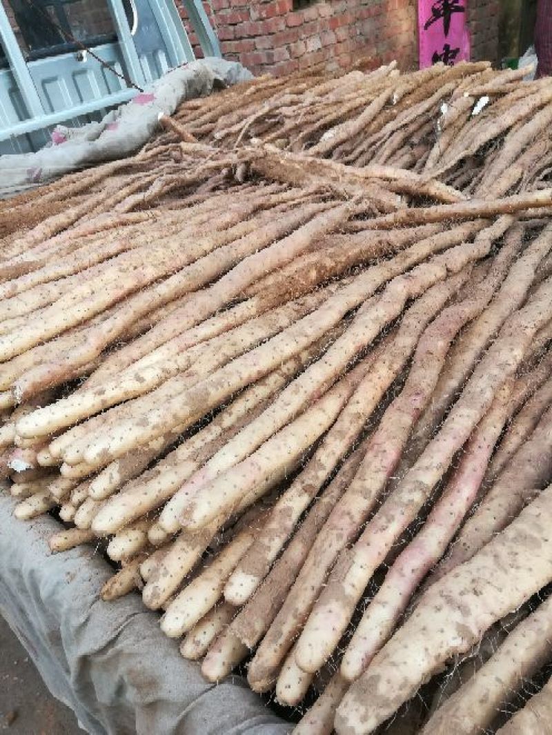 河北邢台柏乡县小白嘴白山药2~3厘米一级口感甜好吃