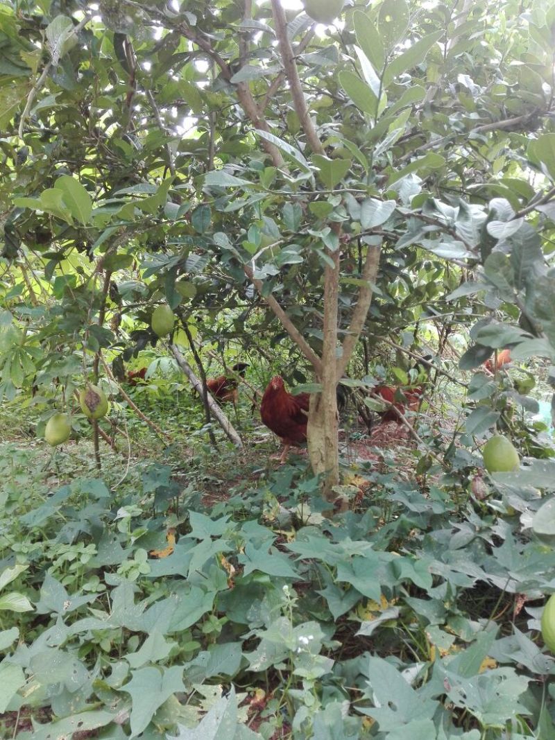 香水柠檬树苗30~50cm