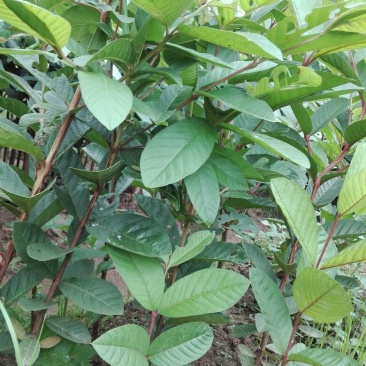 番石榴苗30~50cm