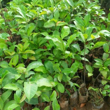 榴莲树苗30~50cm