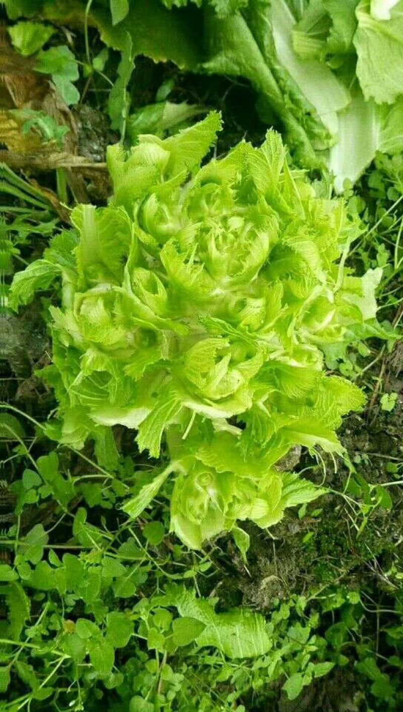 儿菜5两以上
