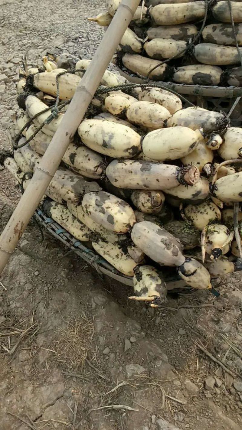 莲藕湖北荆州莲藕粉藕产地发货质量保证欢迎来电咨询选购
