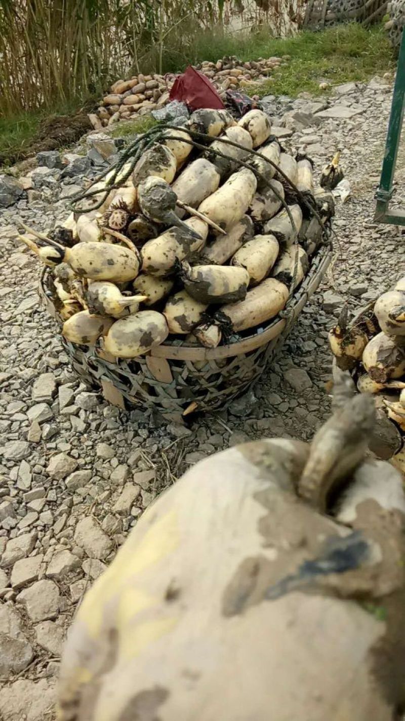 莲藕湖北荆州莲藕粉藕产地发货质量保证欢迎来电咨询选购