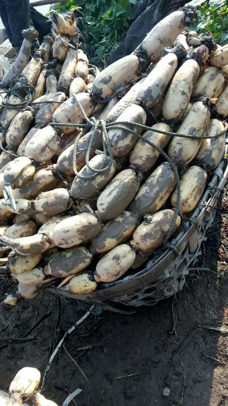 莲藕湖北荆州莲藕粉藕产地发货质量保证欢迎来电咨询选购