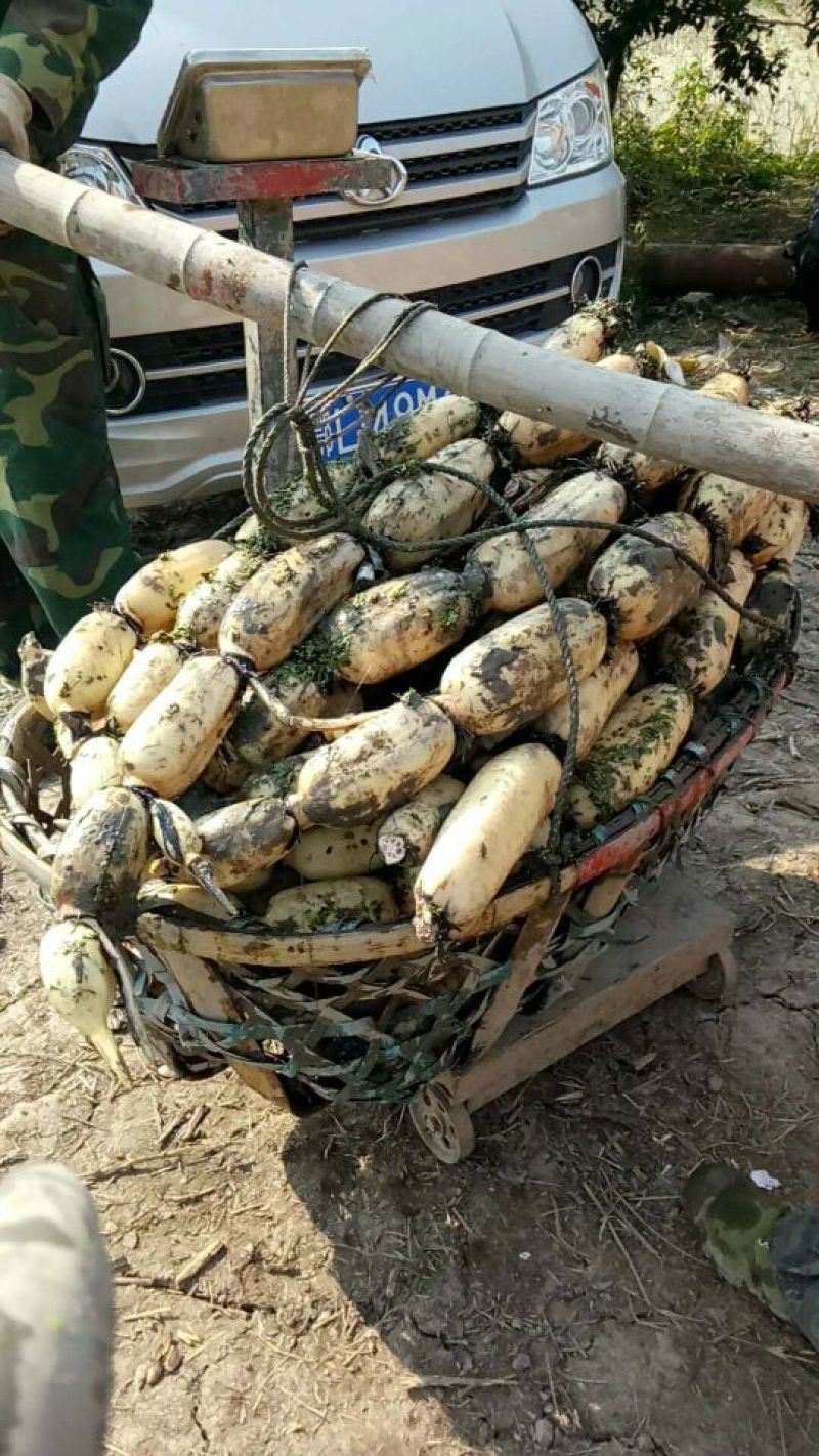 莲藕湖北荆州莲藕粉藕产地发货质量保证欢迎来电咨询选购