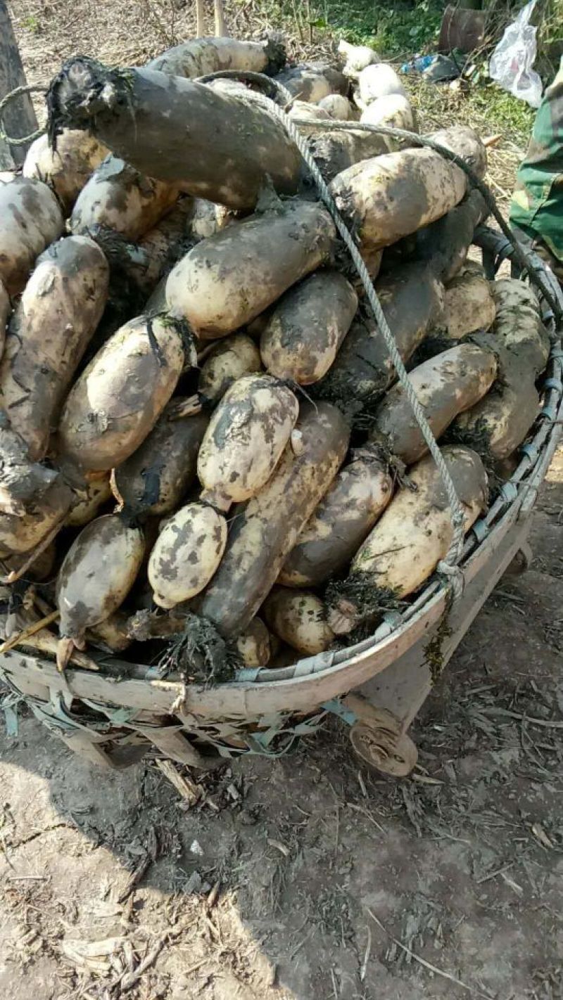 莲藕湖北荆州莲藕粉藕产地发货质量保证欢迎来电咨询选购