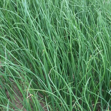 洋葱苗20~30cm，棵粗细均匀，葱形好产量高