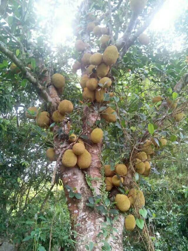 菠萝蜜苗稿接树