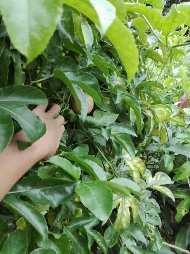 满天星百香果苗30~50cm