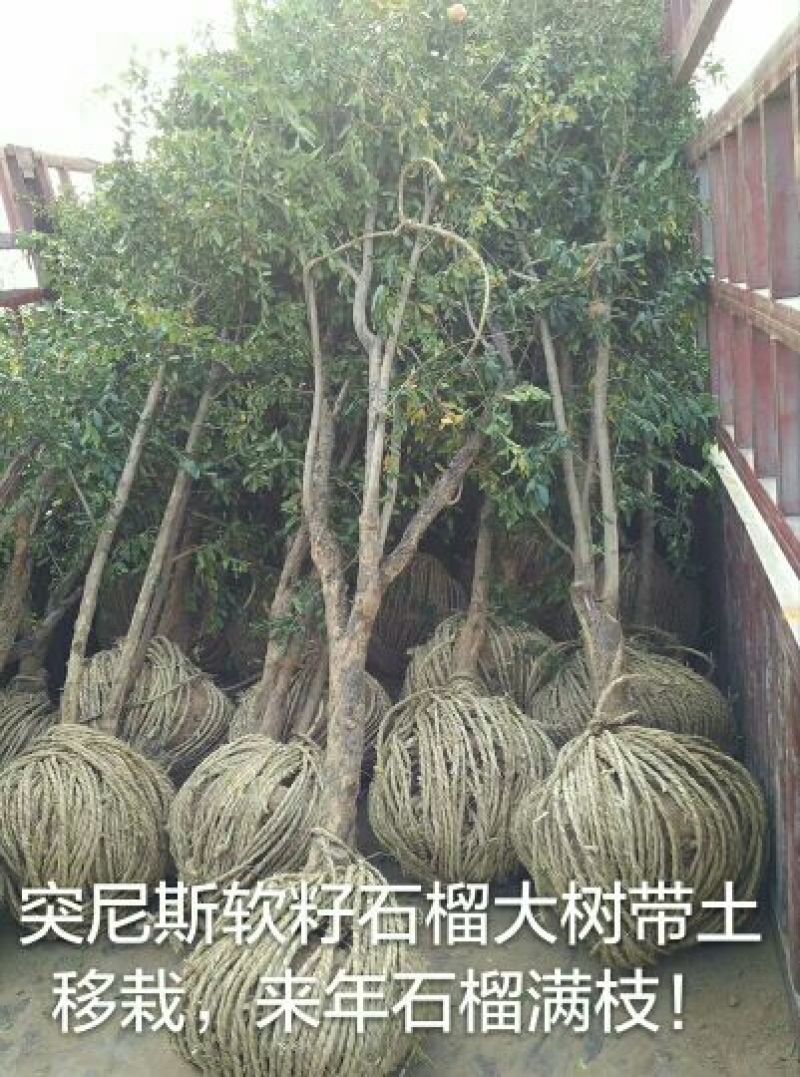 突尼斯软籽石榴树苗泰山红石榴红如意石榴苗苗子粗壮