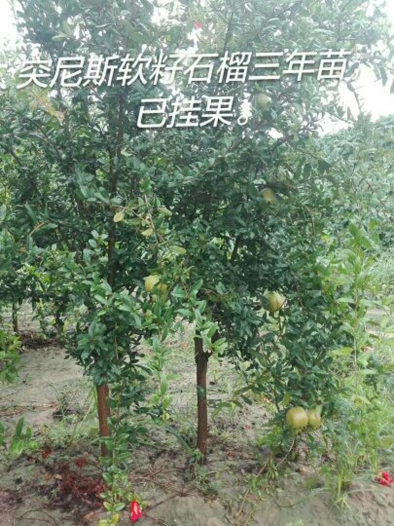 突尼斯软籽石榴树苗泰山红石榴红如意石榴苗苗子粗壮