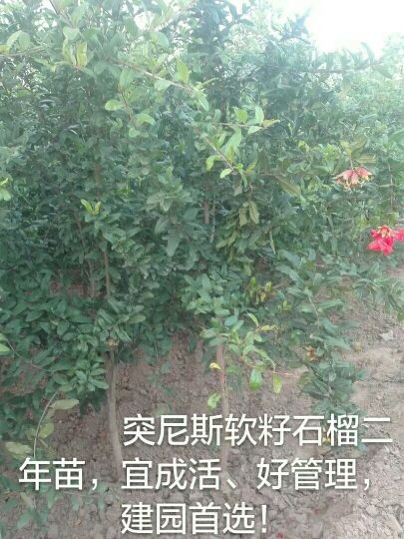 突尼斯软籽石榴树苗泰山红石榴红如意石榴苗苗子粗壮