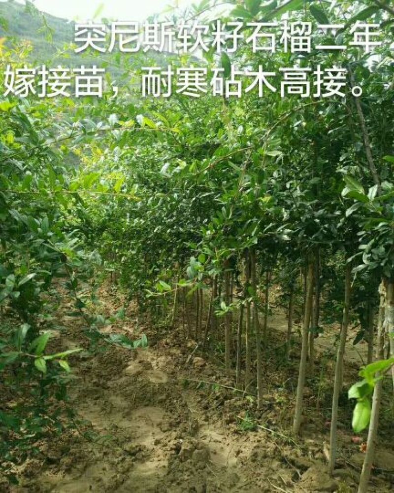 突尼斯软籽石榴树苗泰山红石榴红如意石榴苗苗子粗壮