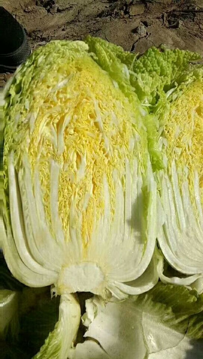 白菜种子