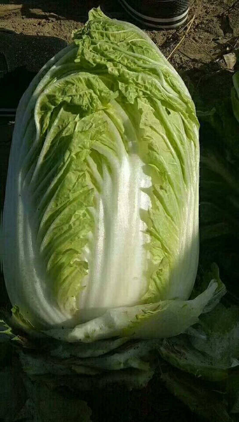 白菜种子
