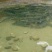 河鲤鱼1~2公斤食用