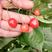 玛瑙红大樱桃苗当年挂果全场包邮，送根粉。