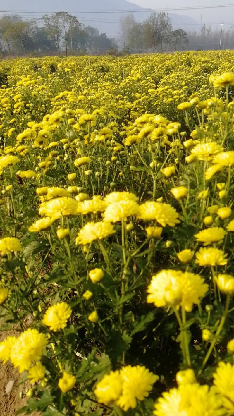菊花茶一级
