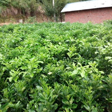 白肉柚子苗，基地直发，品质保证，保湿包装快递包邮