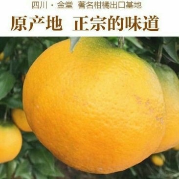 金堂脐橙一件代发,9斤包邮双十一大促销火爆进行中