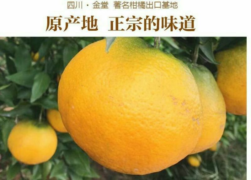 金堂脐橙一件代发，9斤包邮双十一大促销火爆进行中
