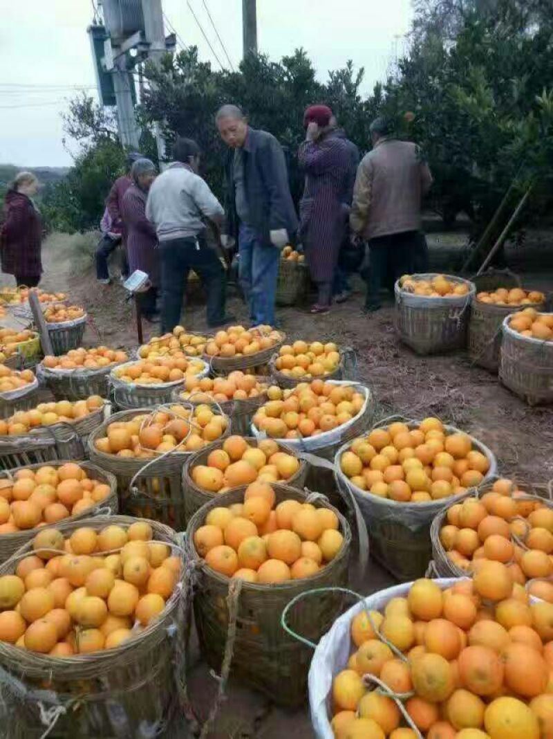 金堂脐橙产地代办，欢迎全国客商前来选购