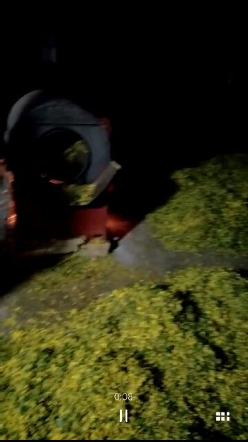 野菊花散装