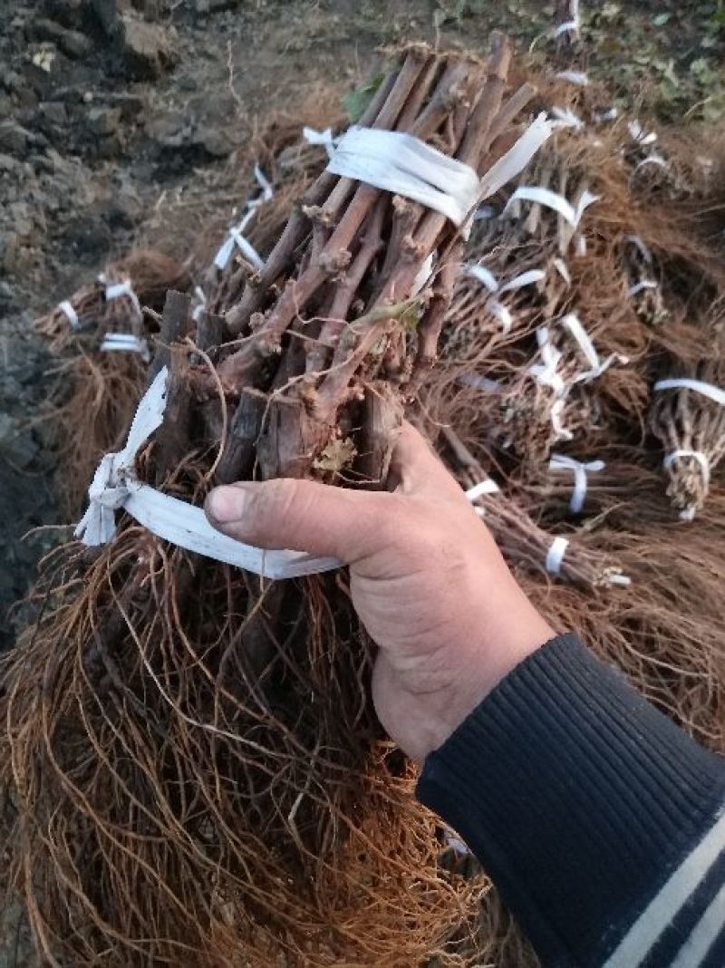 葡萄苗1年30~50cm