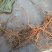 葡萄苗1年30~50cm