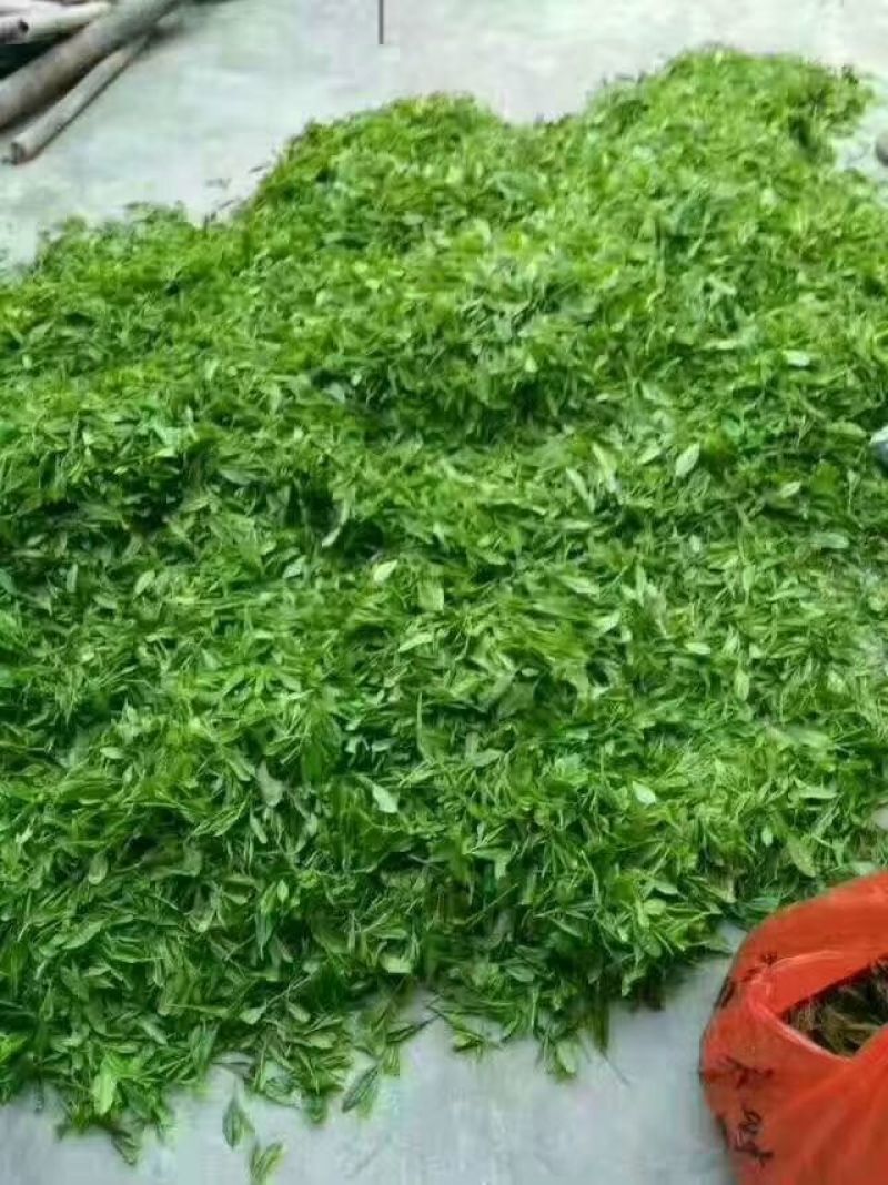 普洱茶一级