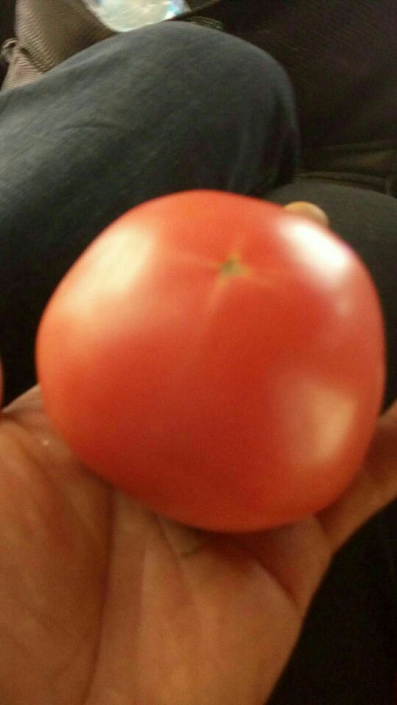 硬粉西红柿弧三以上全是露天的，高海拔蔬菜。