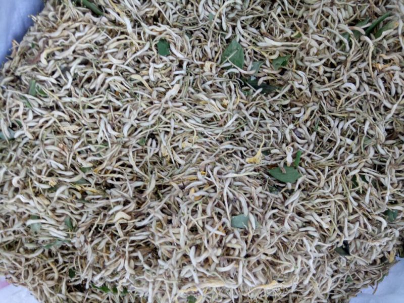 金银花1米以下