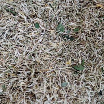 金银花1米以下