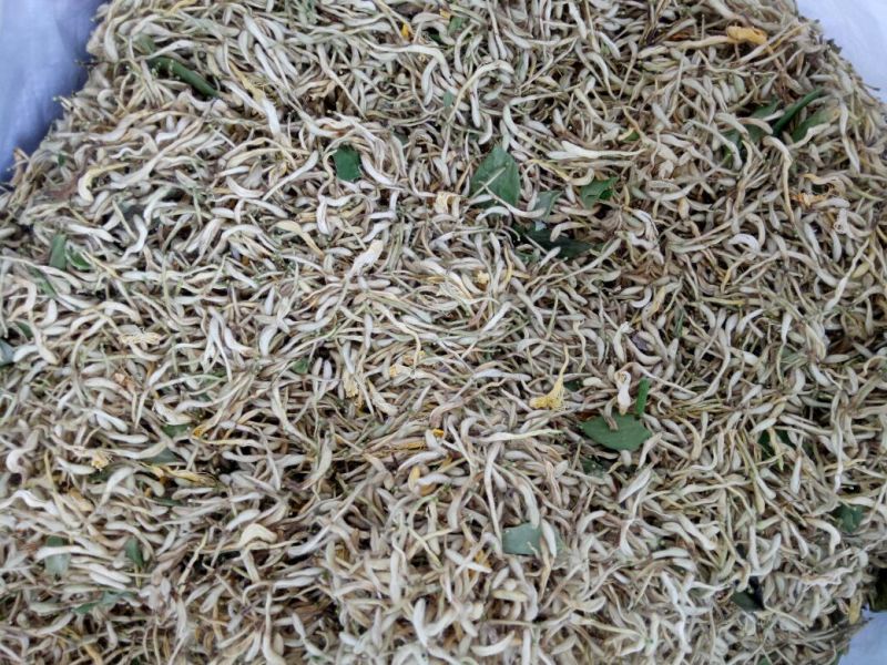 金银花1米以下