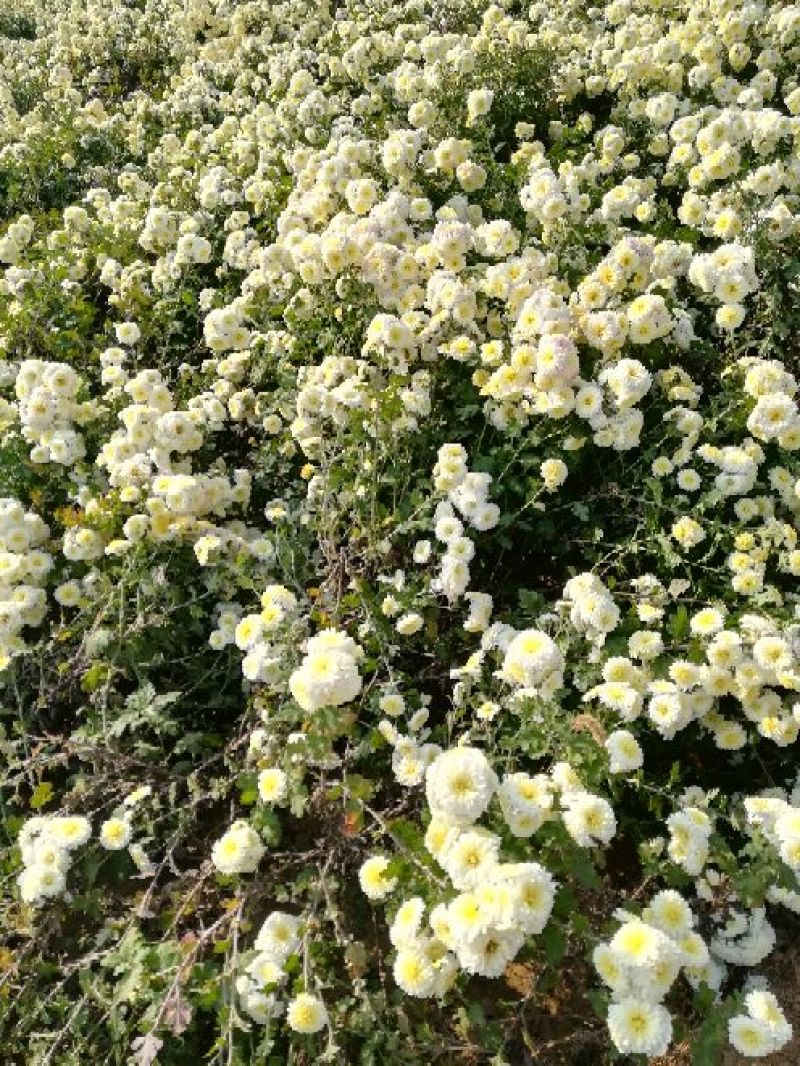 怀菊花袋装