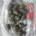 田螺食用鲜活