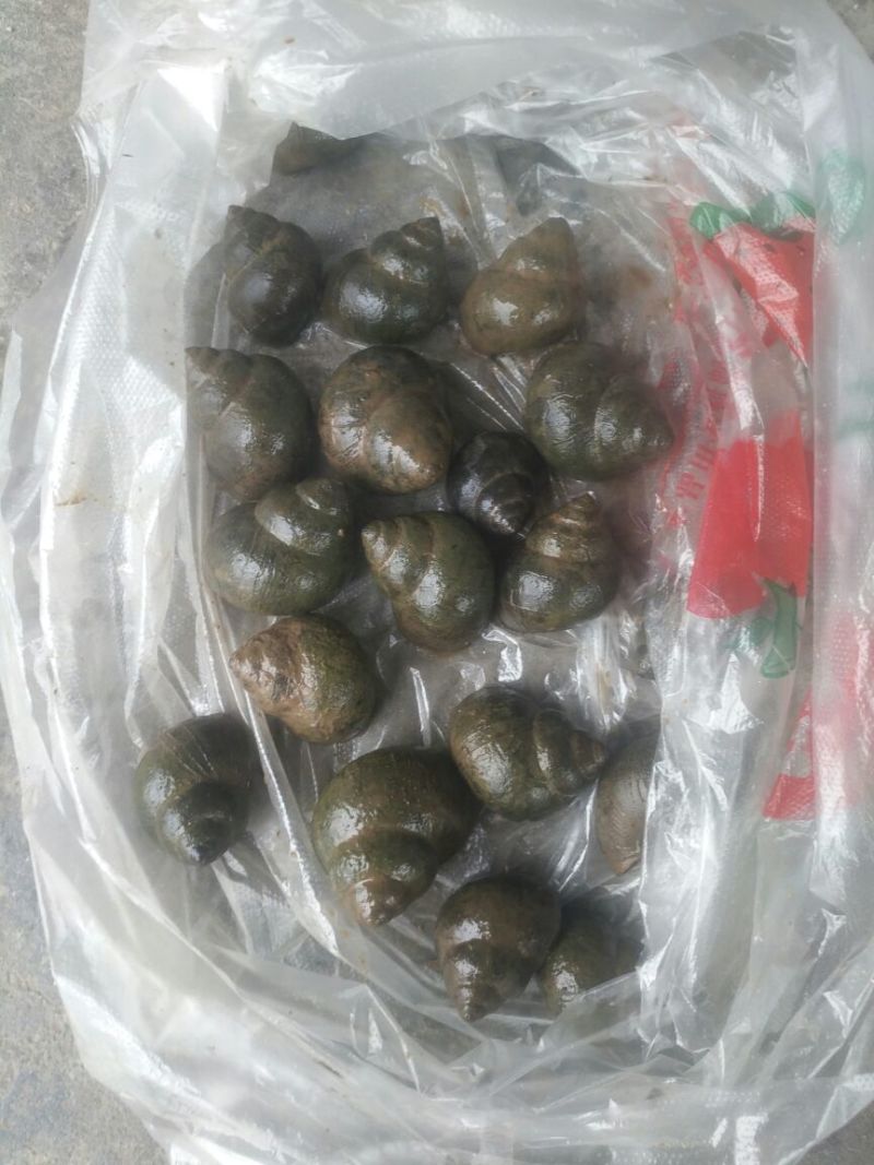 田螺食用鲜活