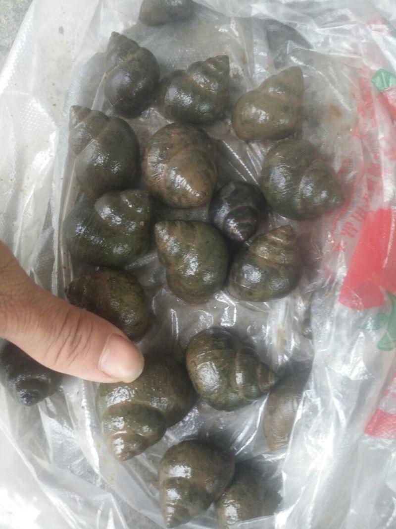 田螺食用鲜活