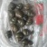 田螺食用鲜活