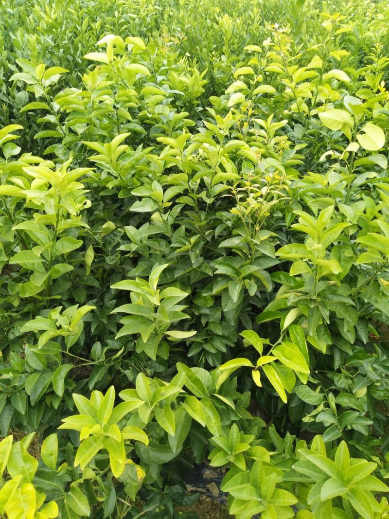 江西商洲2年枳壳苗，药性高