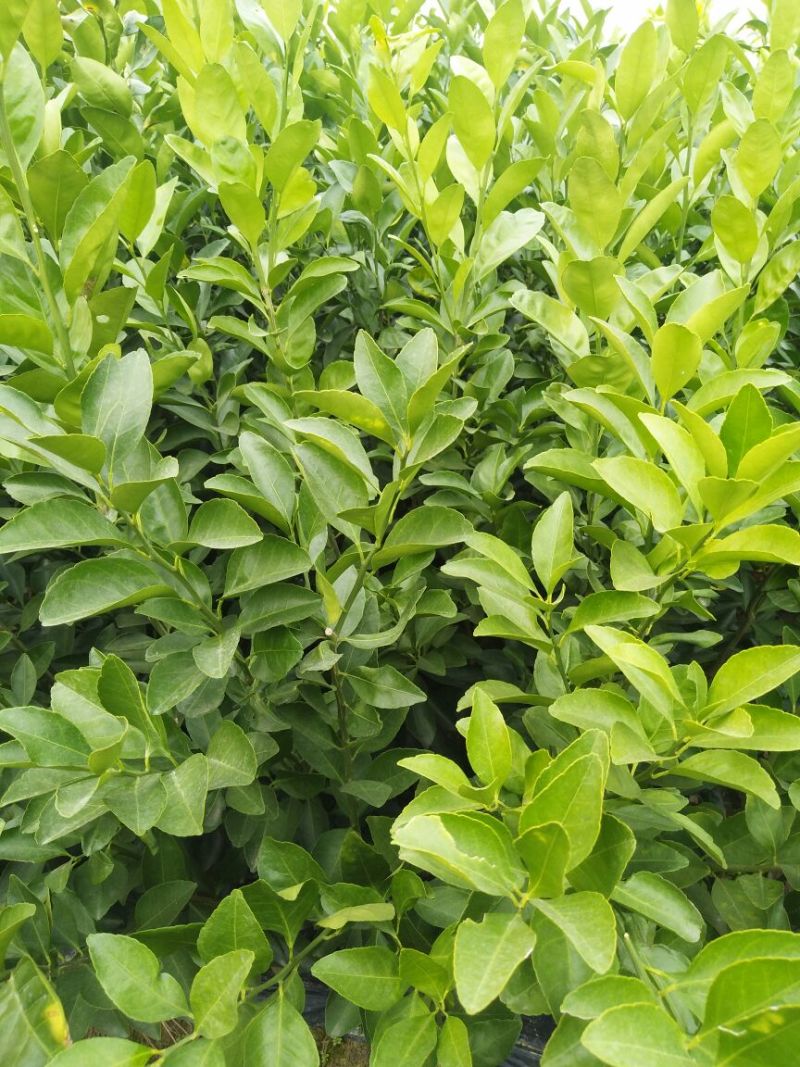 江西商洲2年枳壳苗，药性高