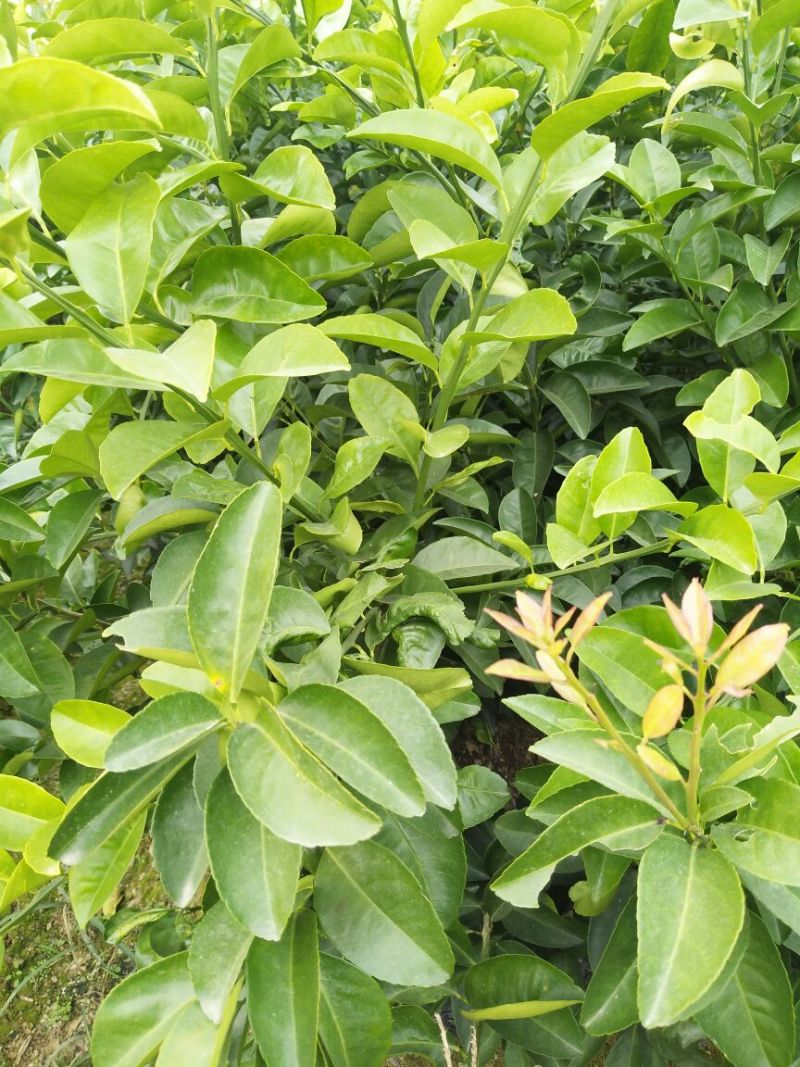 江西商洲2年枳壳苗，药性高