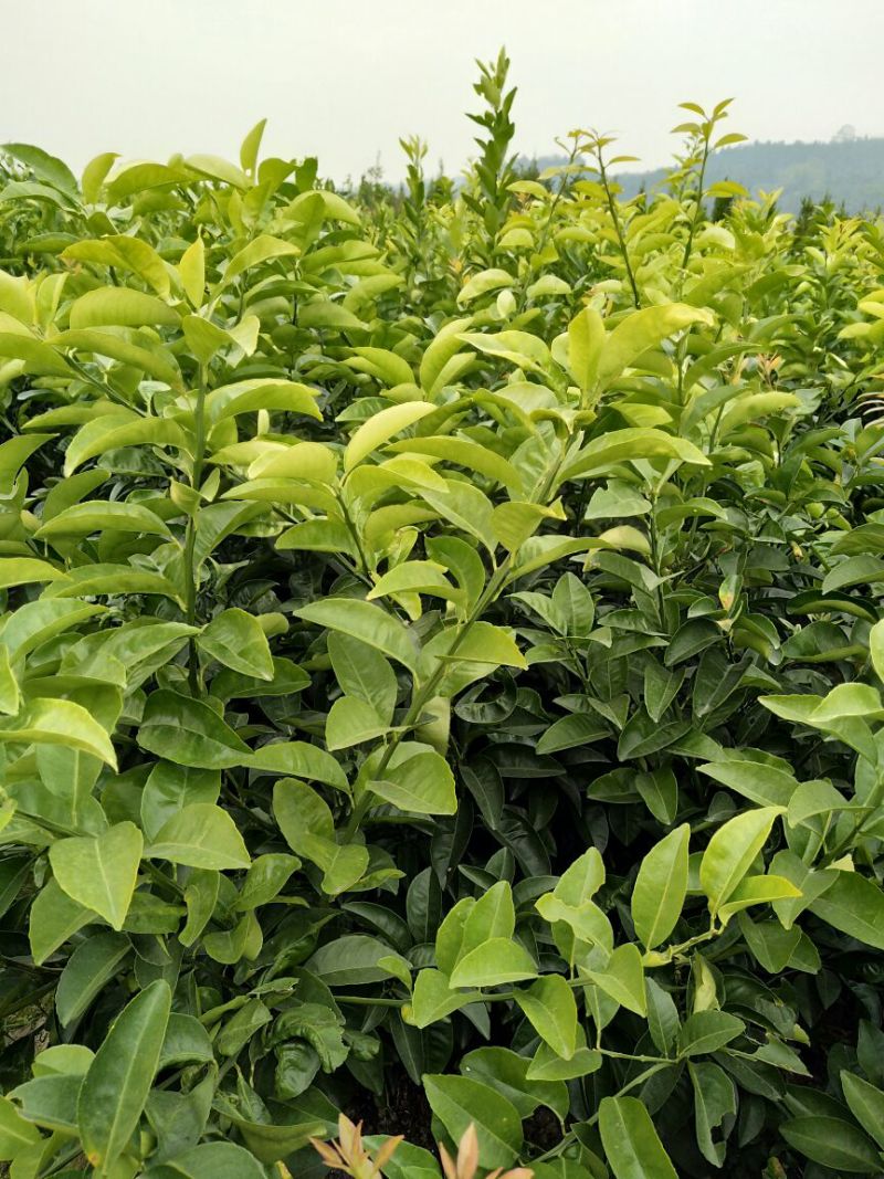 江西商洲2年枳壳苗，药性高
