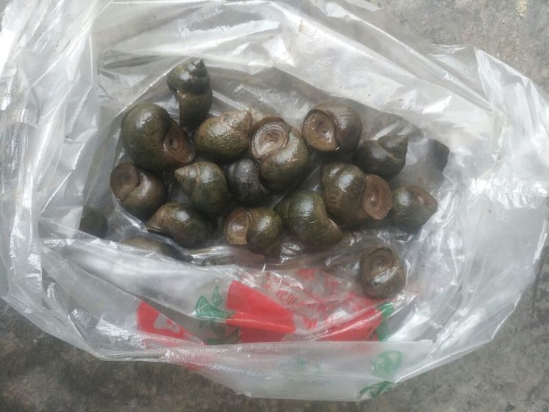 中华圆田螺食用鲜活
