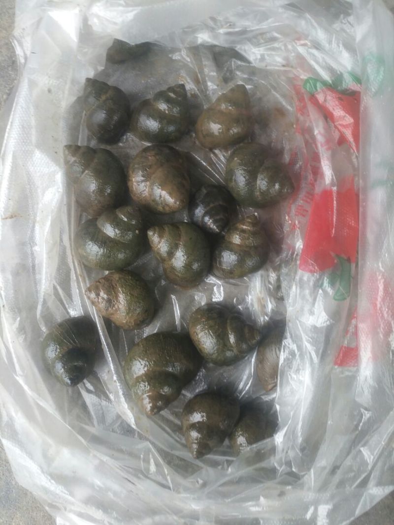中华圆田螺食用鲜活