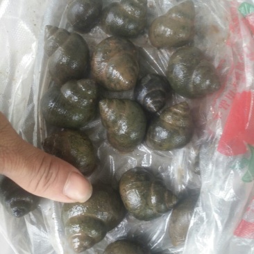 中华圆田螺食用鲜活
