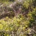 野菊花纯野生环境生长。散装（高含量，无硫包过检）