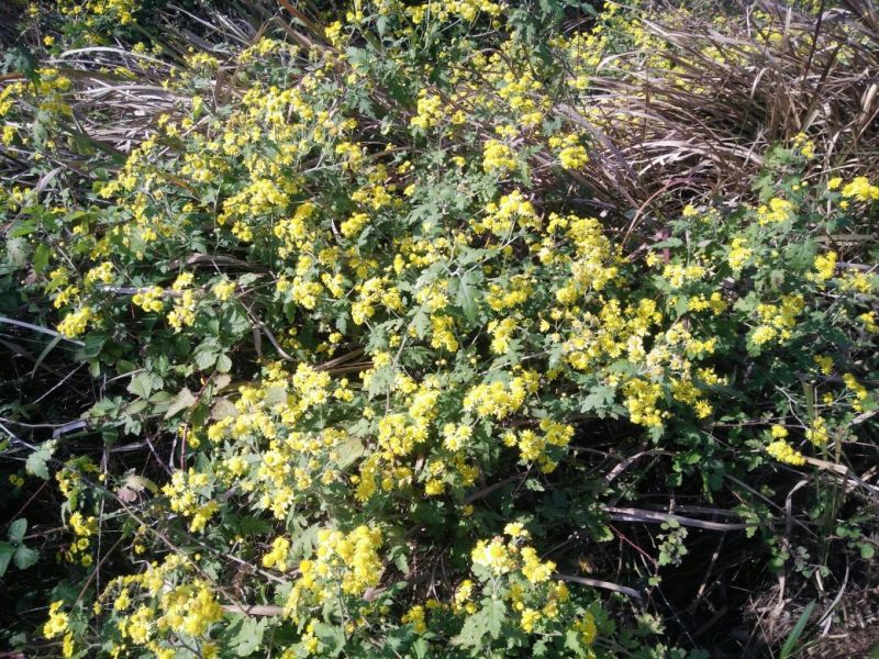 野菊花纯野生环境生长。散装（高含量，无硫包过检）