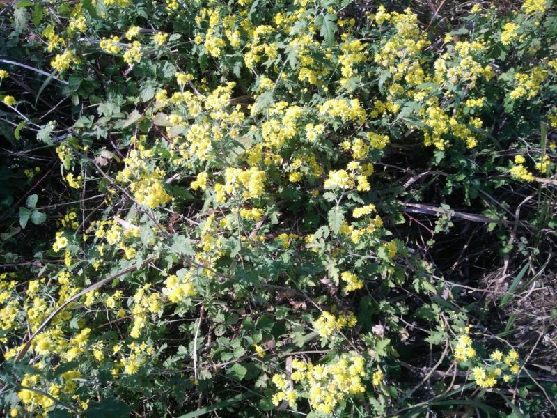 野菊花纯野生环境生长。散装（高含量，无硫包过检）